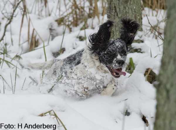 Langebjerg Boy of Roughshooters