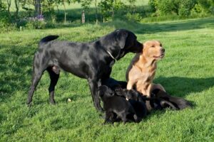 Vad säger du raring - ska vi göra om det igen?