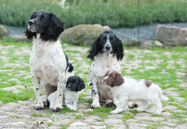 Familjebild