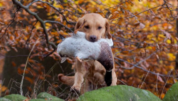 SvM MP 2008 Perdix Gundogs Proud Mary