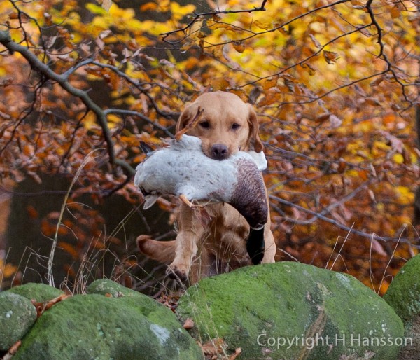 SvM MP 2008 Perdix Gundogs Proud Mary