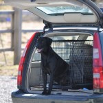 Sigge väntar på att få komma ut