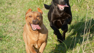 Qia & Snus