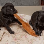 Nä - jag tog den först!