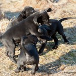 Anfall e bästa försvar