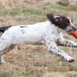 Fröken Fräken - C S Fabbri