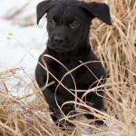 Full fart genom gräset