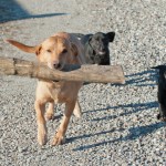 Kan vi snart komma igång med träningen matte?