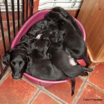 OBSERVERA-extramamma Tina i botten...