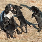 Surikatligan anfaller