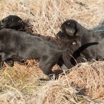 Så far vi runt kring en gräsrisbuske....