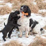 Tycker om dig också