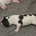 5 dagar och redan på benen!