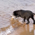 Flash (C S Brilliant Star)