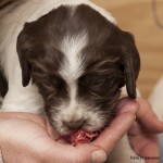 Avsmakningsmeny - nötfärs