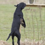 Rocky har bra näsa!