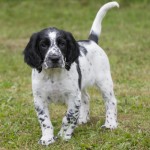 C S Berettas Diamond Pigeon