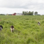 Finfina marker på Wideröra - inte bara för trädgårdsentusiasterna