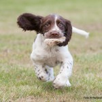 Mycket morrhår och litet skinn