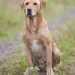 Brindlebay Brimstone af Beechbrook