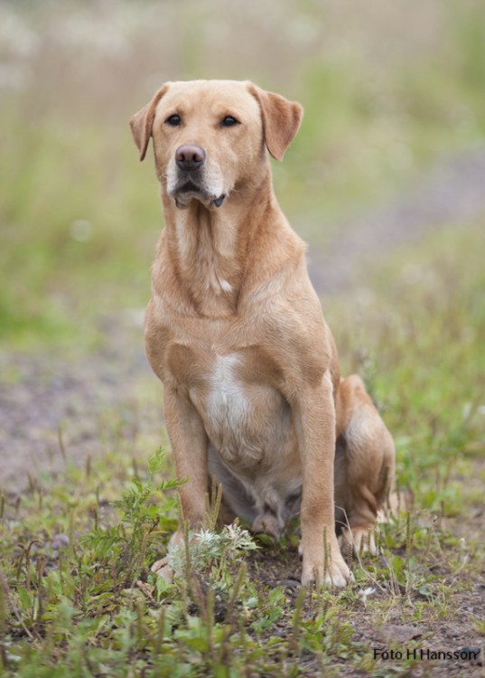 Brindlebay Brimstone af Beechbrook