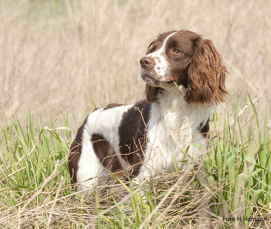 Country Sports Benelli