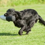 Liten cocker med matchande STOR dummy