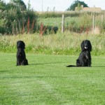 Träningskompisen Rocco