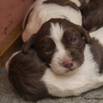 Mjukaste huvudkudden