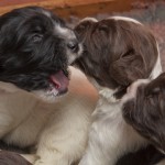 Valparna har upptäckt varandra