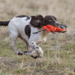 Alli - snabb som blixten