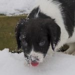 Kallare än mammas mat