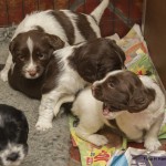 Kolla in mina gaddar då