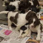 Minsta tösen till höger