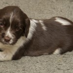 Nettlefields Bracken aka O´Boy