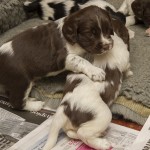 O´Boy kallar vi honom - den brun & vita killen