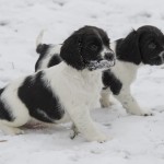 Sällan det händer - men de är STILLA