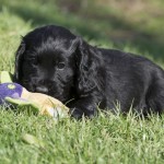 Denna är faktiskt bara min