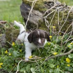 Full fart genom ris och snår