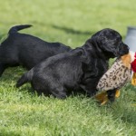 Första fågelapporten