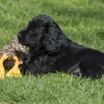 Jag släpper den inte