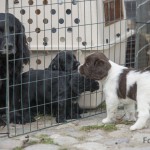 Men -så små ni är