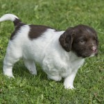 Nästan helbrunt huvud