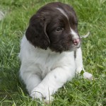 Släktdrag efter mormor Abbey - benen i kors