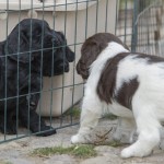 VA - finns vi i svart oxå