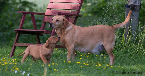 Du & jag Mormor (med STOR mage)