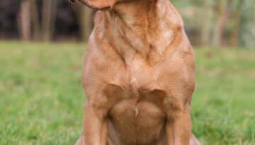 SFTCH MPM 08 SWTM Perdix Gundogs Proud Mary
