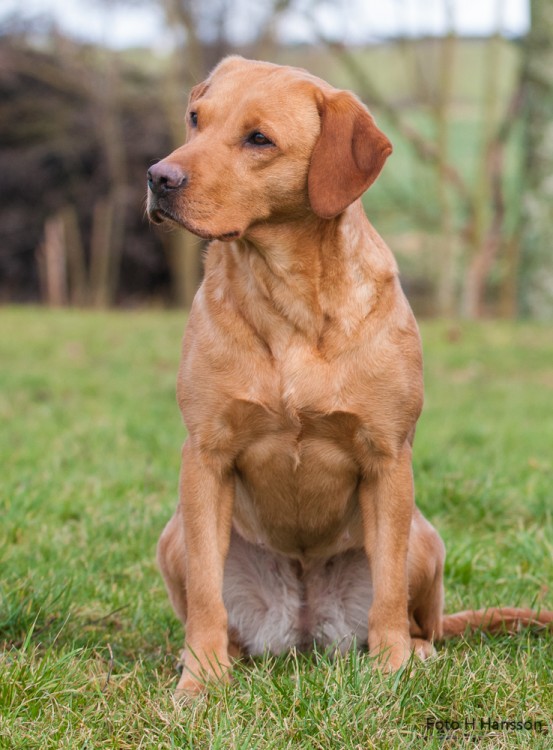 SFTCH MPM 08 SWTM Perdix Gundogs Proud Mary