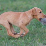 Apportera boll med hår på e extra kul