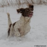 Full fart behövs - Nelli